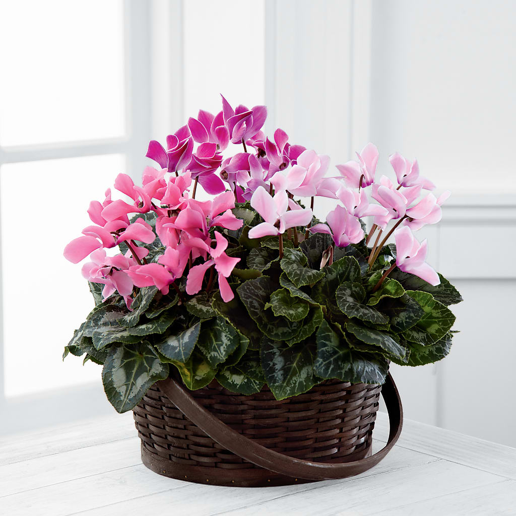 Mixed Cyclamen Planter – Blossom And Brew Co, Menasha WI