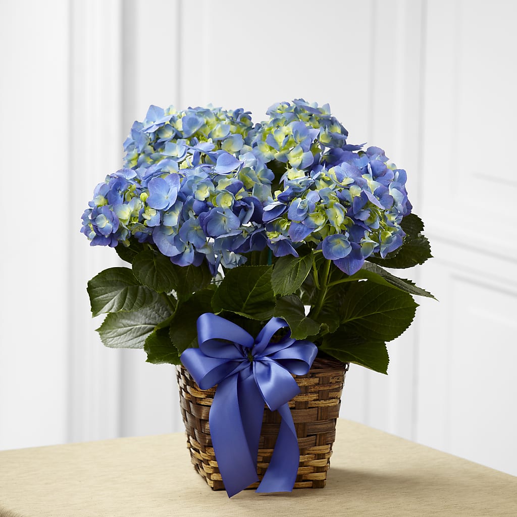Blue Hydrangea Planter – Blossom And Brew Co, Menasha WI