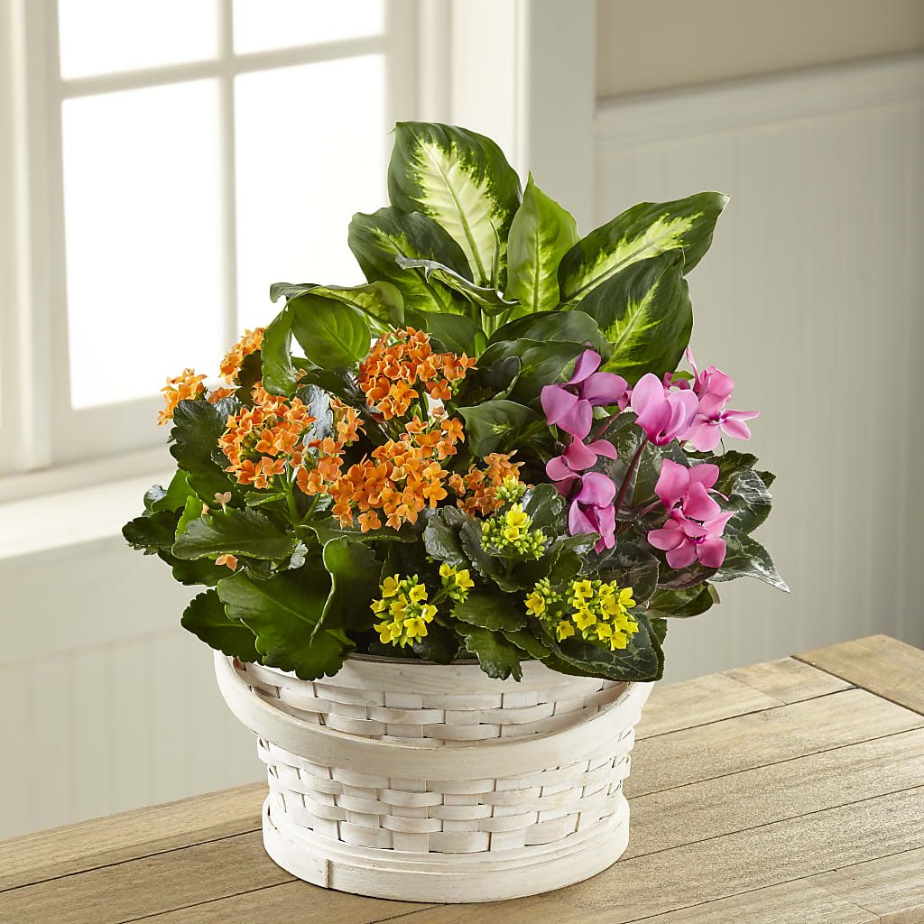 Color Crush Dishgarden – Blossom And Brew Co, Menasha WI
