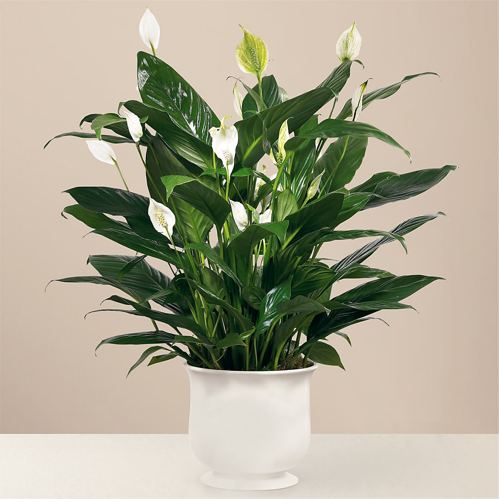 Comfort Planter – Blossom And Brew Co, Menasha WI