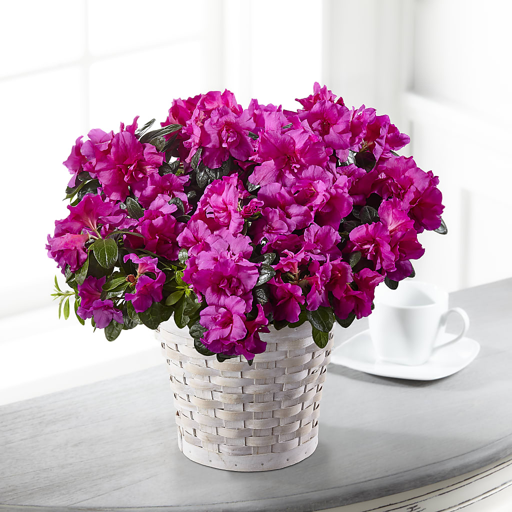 Hope & Serenity Azalea Plant – Blossom And Brew Co, Menasha WI