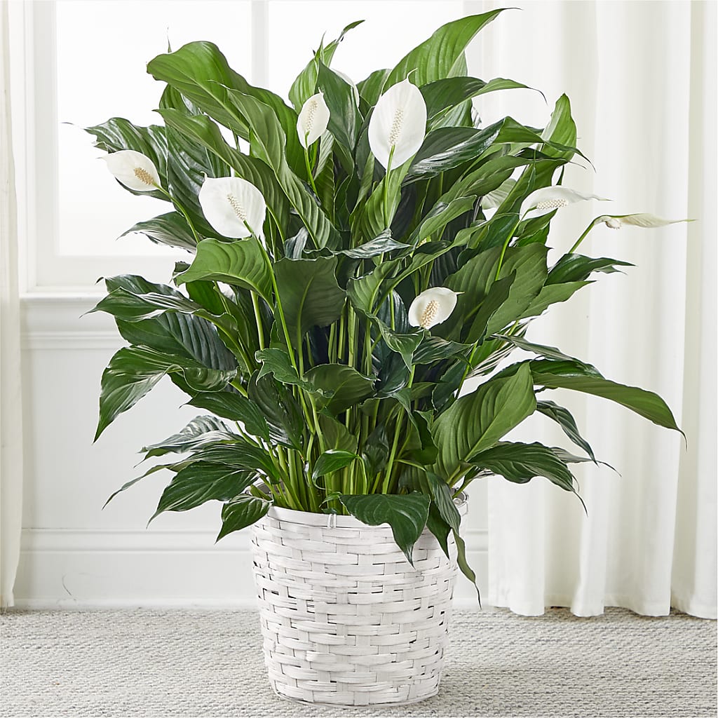 A New Leaf Peace Lily – Blossom And Brew Co, Menasha WI