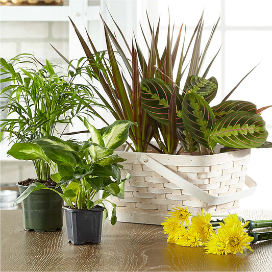Florist Designed Blooming and Green Plants in a Basket –  Blossom And Brew Co, Menasha WI