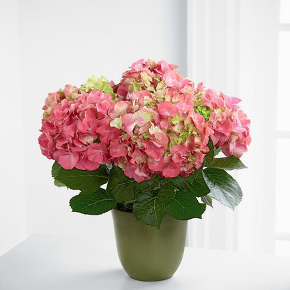 Pink Hydrangea Planter –  Blossom And Brew Co, Menasha WI