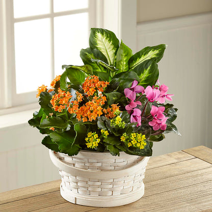 Color Crush Dishgarden –  Blossom And Brew Co, Menasha WI