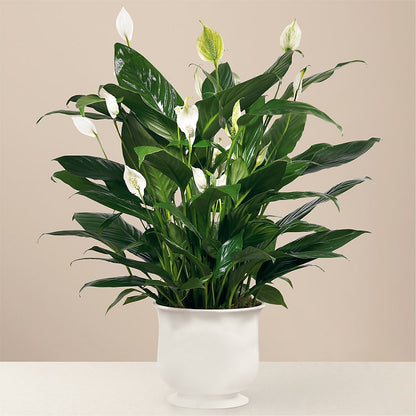 Comfort Planter –  Blossom And Brew Co, Menasha WI