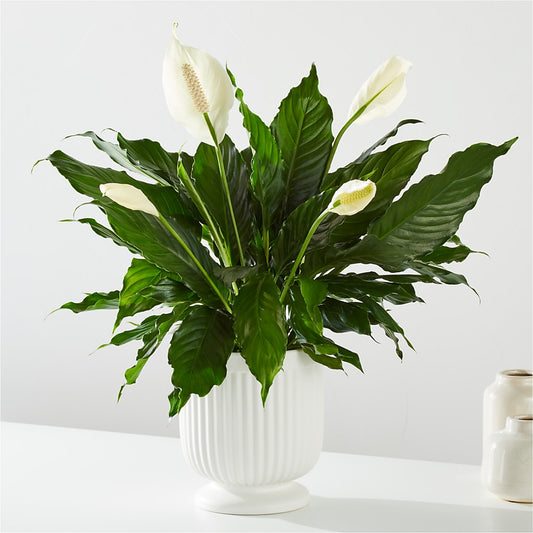Comfort Planter –  Blossom And Brew Co, Menasha WI