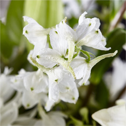 Classic Ivory – A Florist Original –  Blossom And Brew Co, Menasha WI